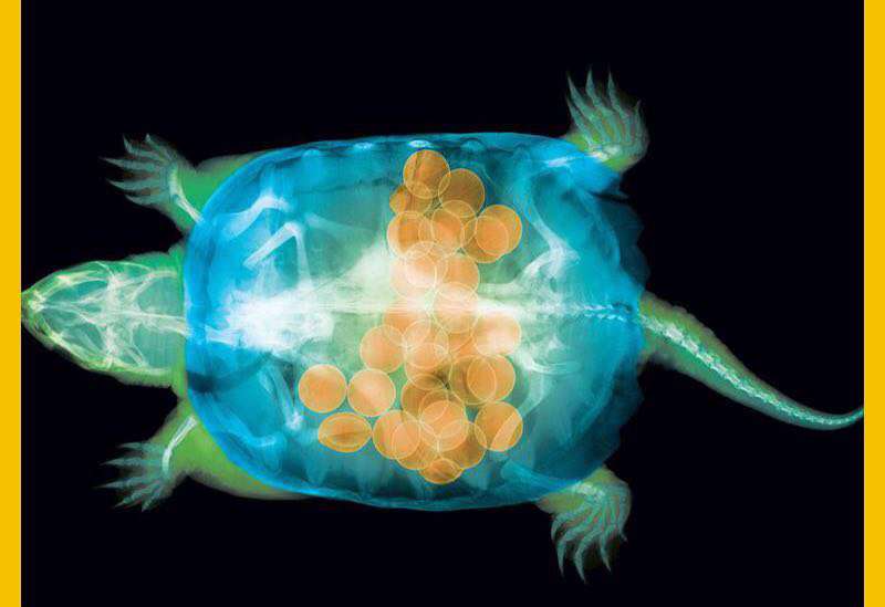 تصویر یک لاک پشت ماده همراه با ۳۰ تخمش که توسط اشعه ایکس گرفته شده است